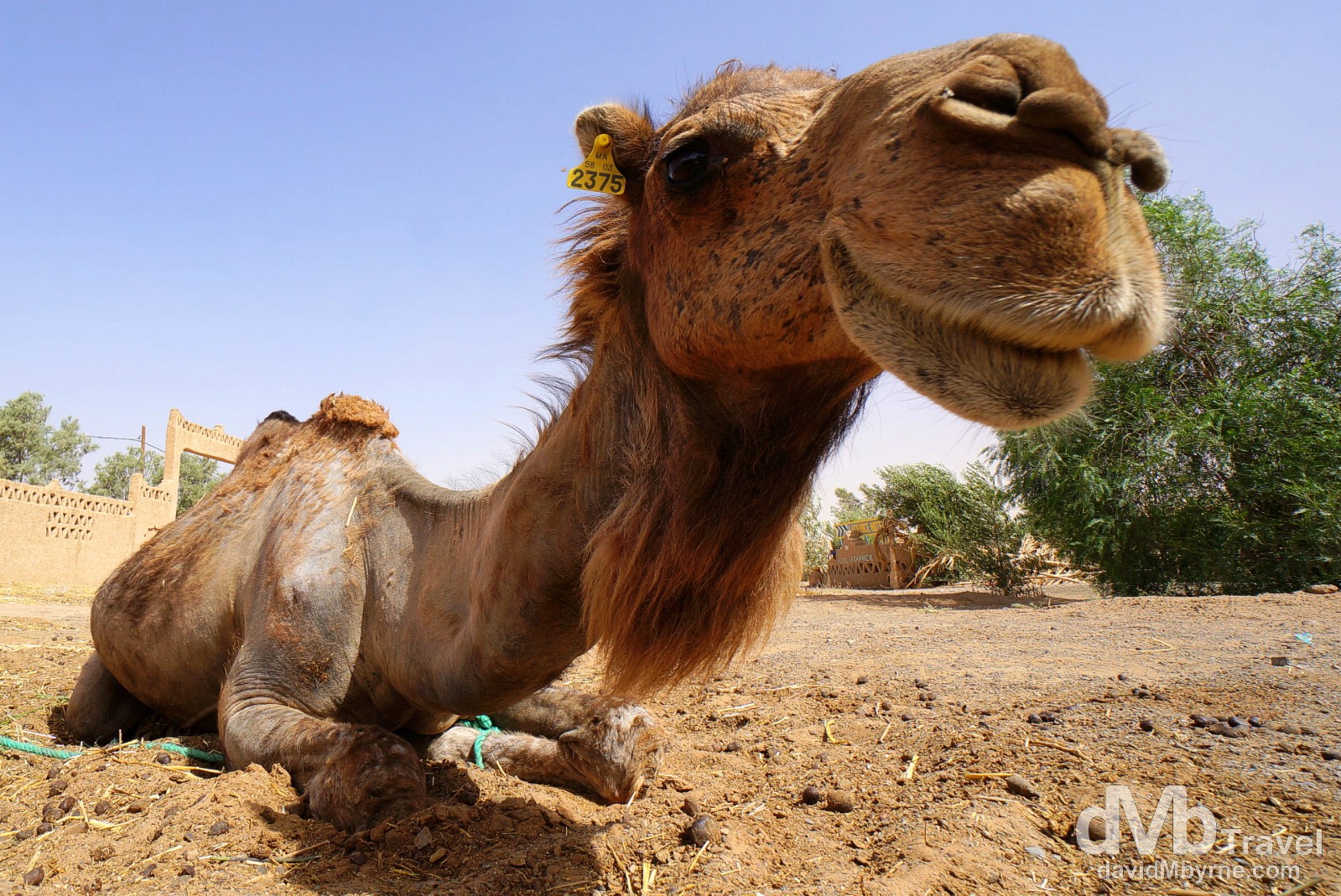 camel stuck in quicksand camel